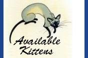 available kittens